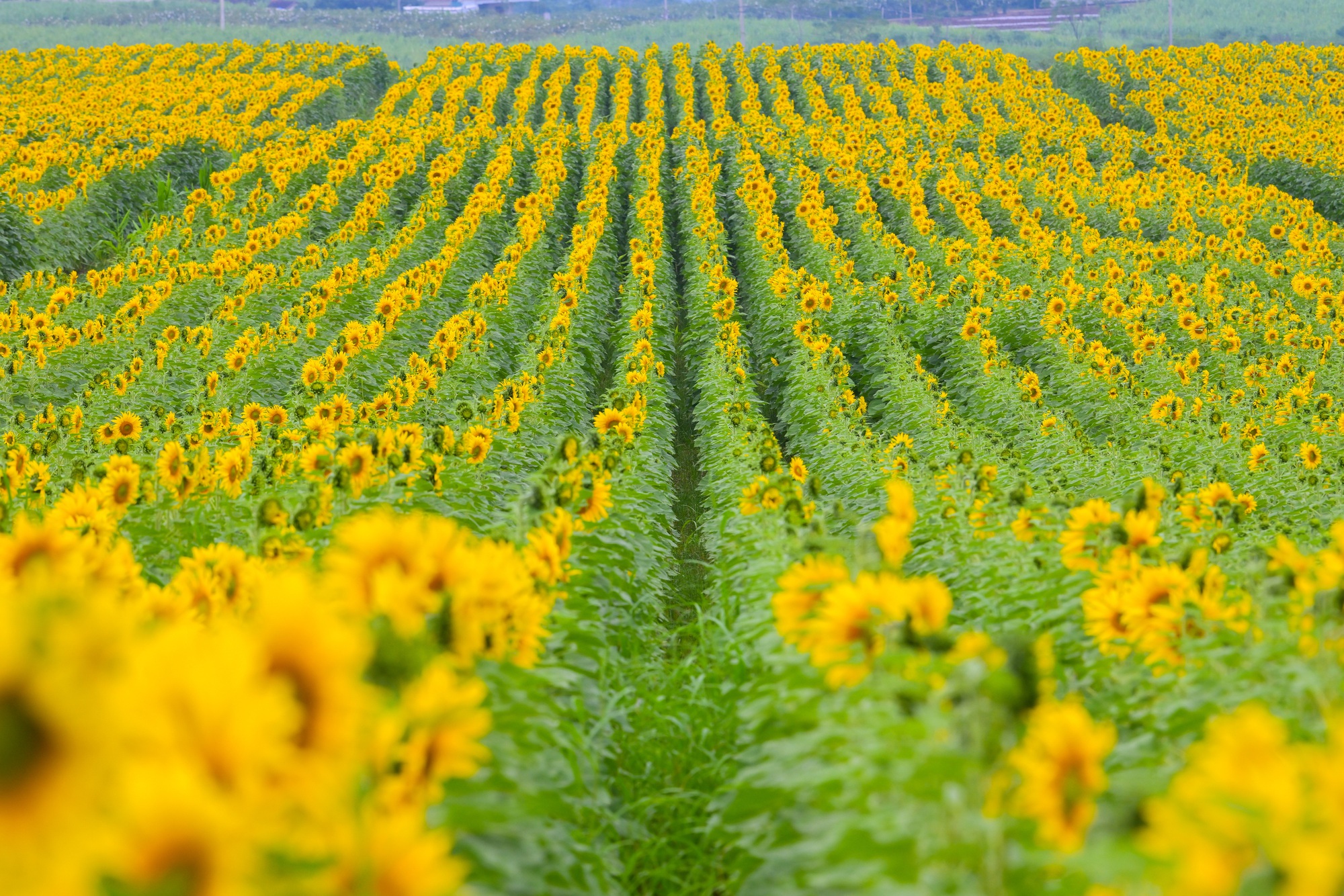 Cánh đồng hướng dương của trang trại TH mở cửa đón khách tham quan từ 16/12/2025- Ảnh 1. Cánh đồng hướng dương của trang trại TH mở cửa đón khách tham quan từ 16/12/2025- Ảnh 1.