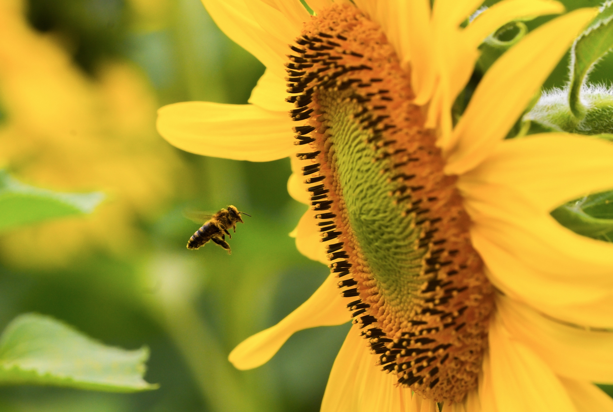 Cánh đồng hướng dương của trang trại TH mở cửa đón khách tham quan từ 16/12/2025- Ảnh 4. Cánh đồng hướng dương của trang trại TH mở cửa đón khách tham quan từ 16/12/2025- Ảnh 4.