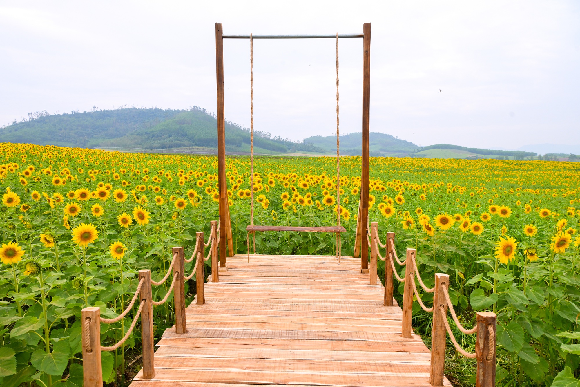 Cánh đồng hướng dương của trang trại TH mở cửa đón khách tham quan từ 16/12/2025- Ảnh 5. Cánh đồng hướng dương của trang trại TH mở cửa đón khách tham quan từ 16/12/2025- Ảnh 5.