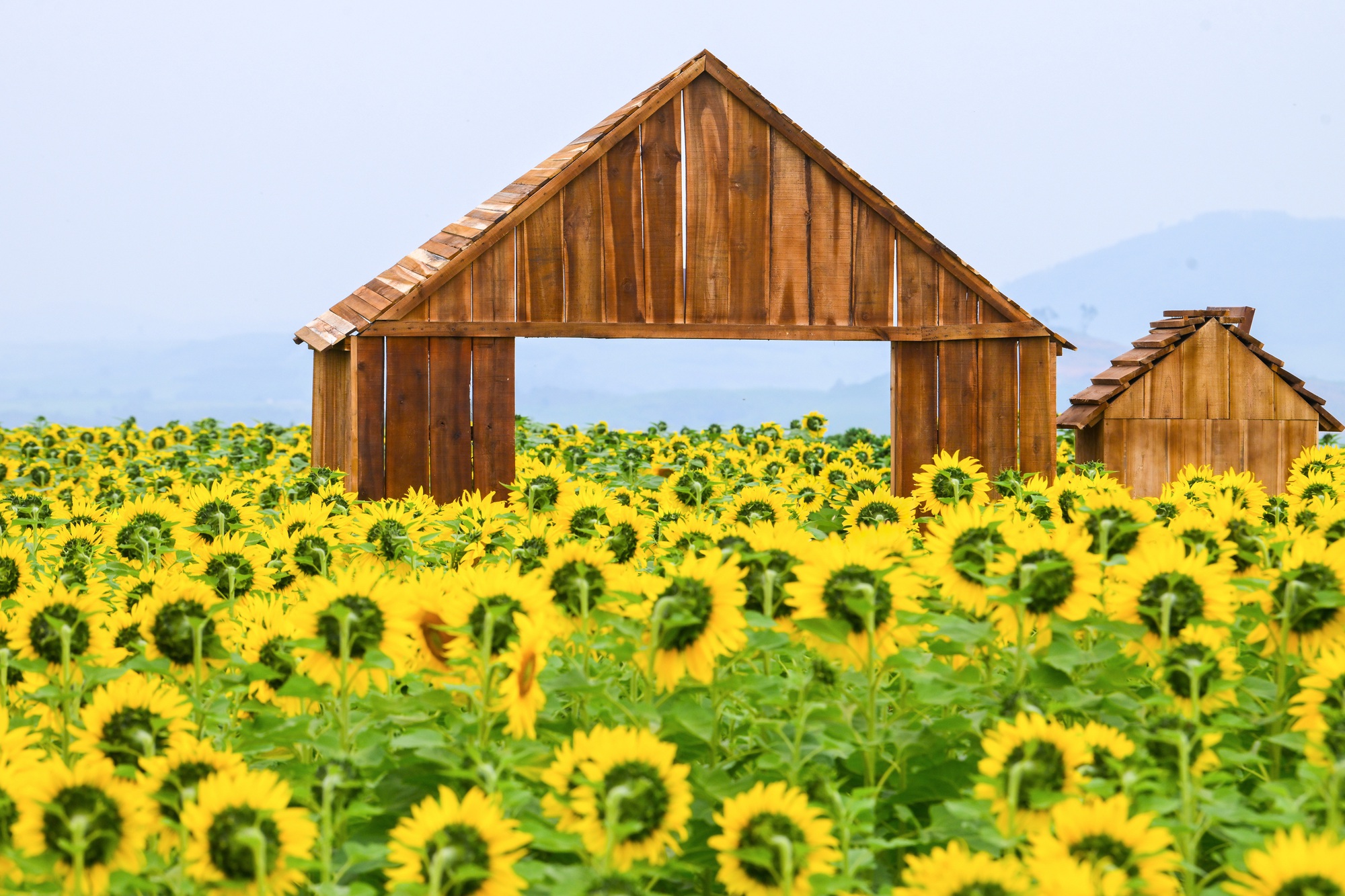 Cánh đồng hướng dương của trang trại TH mở cửa đón khách tham quan từ 16/12/2025- Ảnh 6. Cánh đồng hướng dương của trang trại TH mở cửa đón khách tham quan từ 16/12/2025- Ảnh 6.