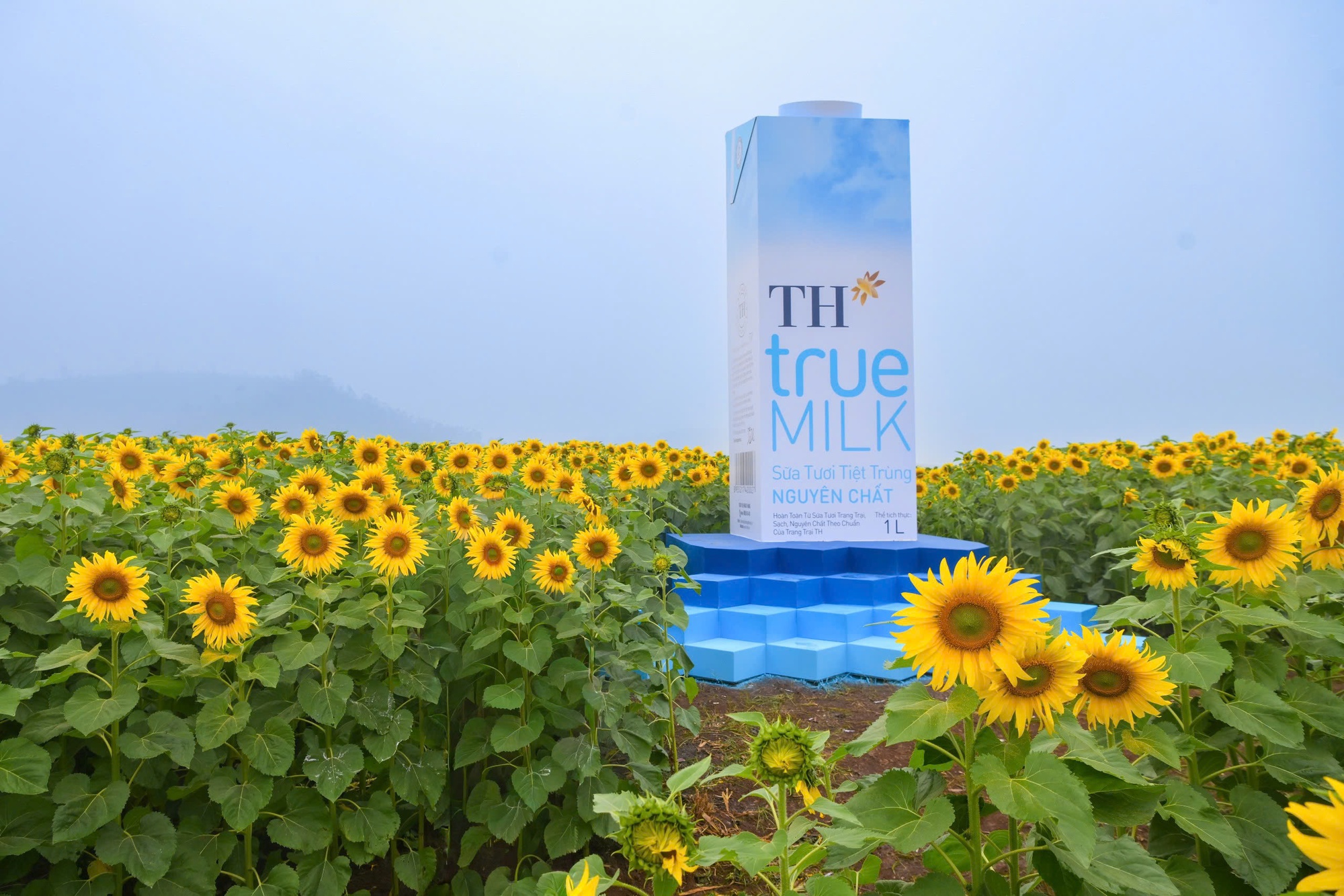 Cánh đồng hướng dương của trang trại TH mở cửa đón khách tham quan từ 16/12/2025- Ảnh 7. Cánh đồng hướng dương của trang trại TH mở cửa đón khách tham quan từ 16/12/2025- Ảnh 7.