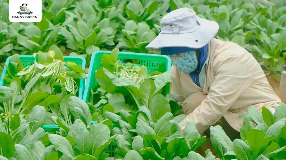 DannyGreen mở rộng quy mô cung ứng cho thị trường rau hữu cơ- Ảnh 1. DannyGreen mở rộng quy mô cung ứng cho thị trường rau hữu cơ- Ảnh 1.