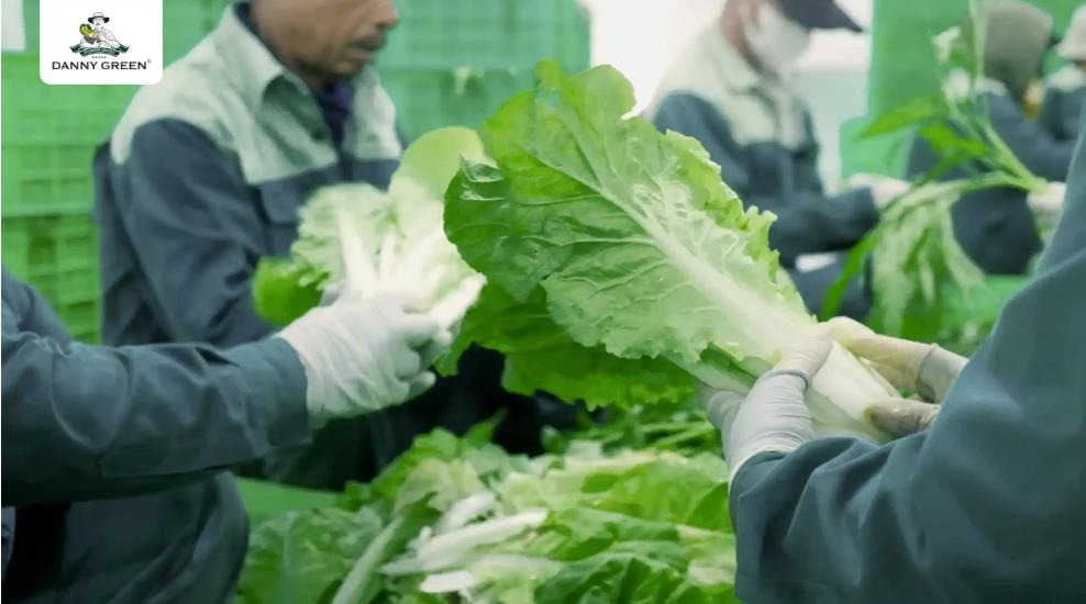DannyGreen mở rộng quy mô cung ứng cho thị trường rau hữu cơ- Ảnh 2. DannyGreen mở rộng quy mô cung ứng cho thị trường rau hữu cơ- Ảnh 2.