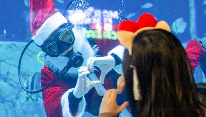 Điểm qua những khu vực check–in “hot hit” nhất tại Thủy cung Lotte World Hà Nội mùa Giáng sinh 2025- Ảnh 4. Điểm qua những khu vực check–in “hot hit” nhất tại Thủy cung Lotte World Hà Nội mùa Giáng sinh 2025- Ảnh 4.