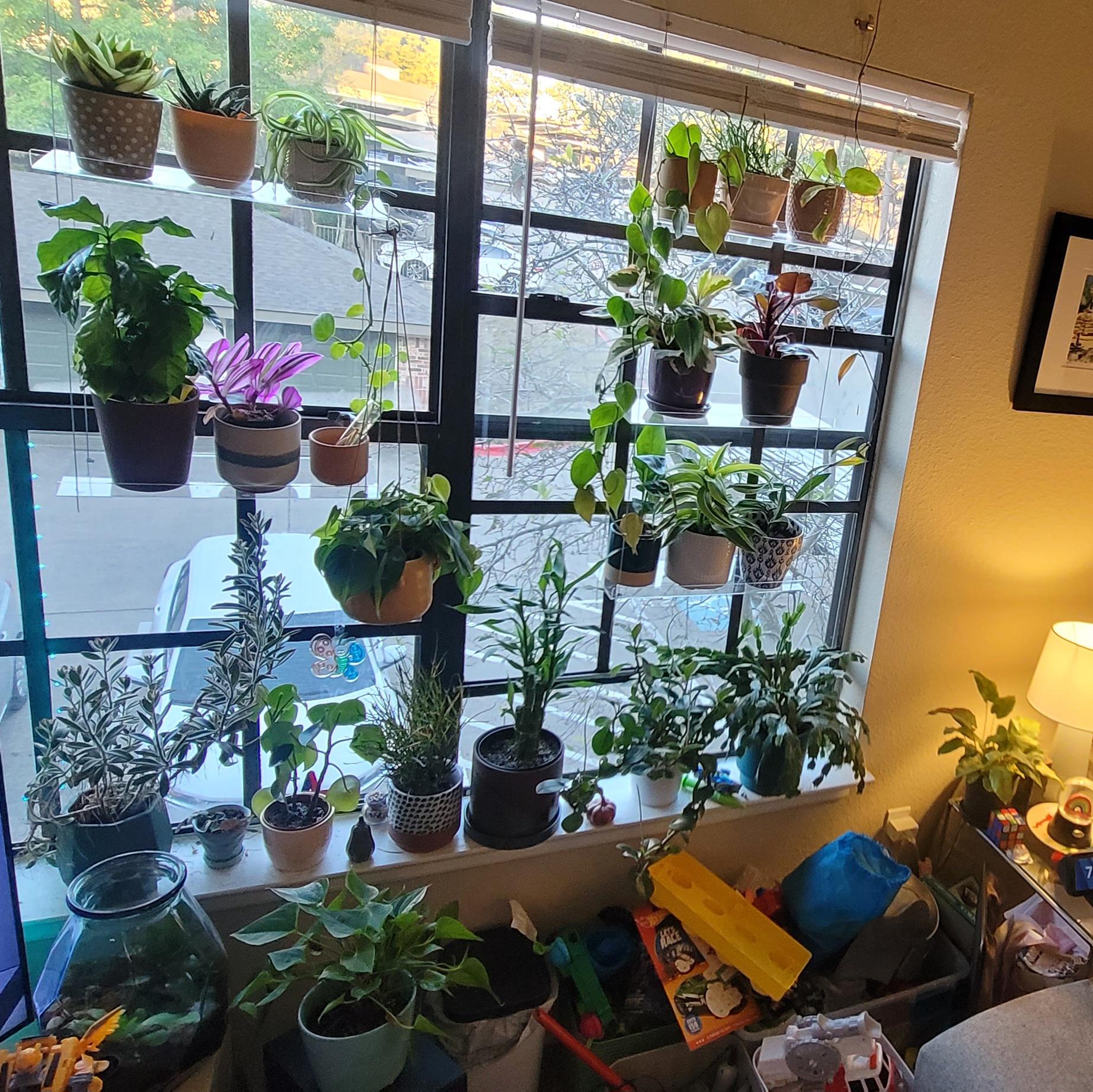 Đừng để cây xanh “hút cạn” dương khí: Sai lầm nhiều nhà mắc khiến tài lộc tắc nghẽn- Ảnh 2. Đừng để cây xanh “hút cạn” dương khí: Sai lầm nhiều nhà mắc khiến tài lộc tắc nghẽn- Ảnh 2.