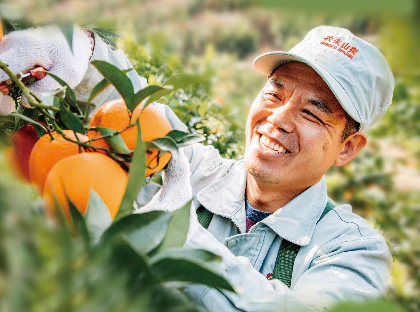 Cam 17.5° Nongfu Spring nổi tiếng tại Trung Quốc sắp về Việt Nam- Ảnh 1.