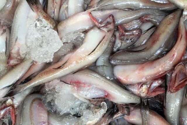 4 loại cá bổ dưỡng lại rẻ tiền, ít xương gần như “không tanh”, ăn một lần là mê- Ảnh 2.