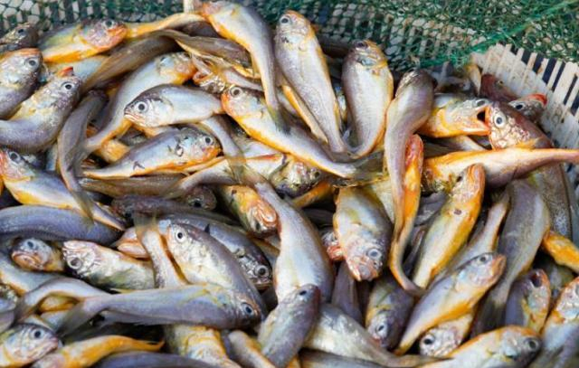 4 loại cá bổ dưỡng lại rẻ tiền, ít xương gần như “không tanh”, ăn một lần là mê- Ảnh 3.