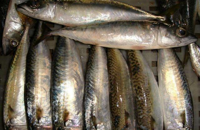 4 loại cá bổ dưỡng lại rẻ tiền, ít xương gần như “không tanh”, ăn một lần là mê- Ảnh 4.