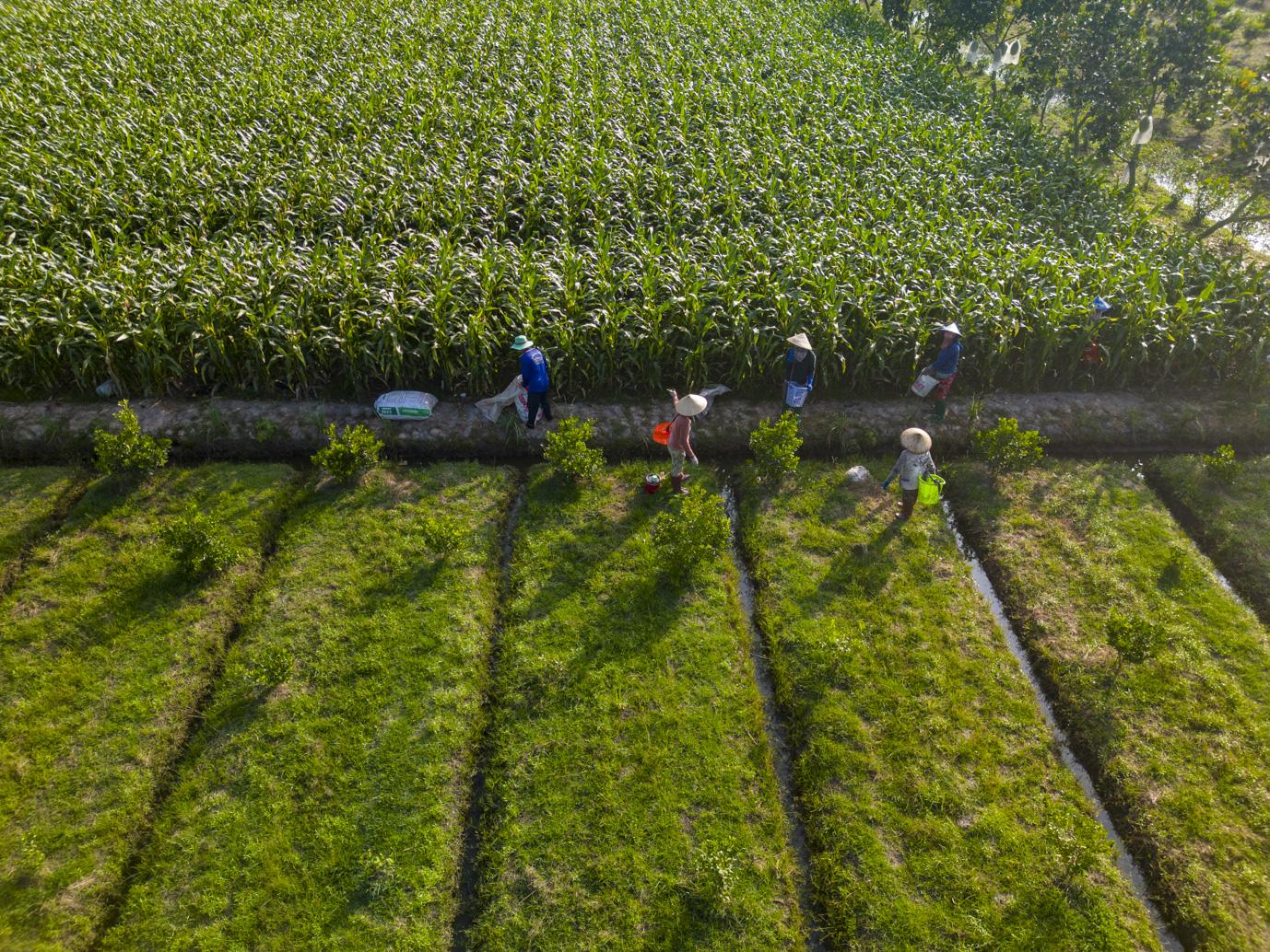 Chuỗi 6.000 hộ, 10.000 ha vùng nguyên liệu: Nỗ lực của Antesco nâng sinh kế nông dân- Ảnh 1. Chuỗi 6.000 hộ, 10.000 ha vùng nguyên liệu: Nỗ lực của Antesco nâng sinh kế nông dân- Ảnh 1.