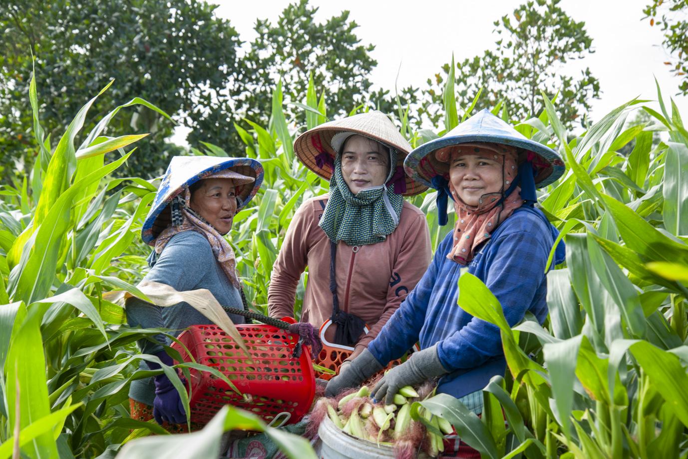 Chuỗi 6.000 hộ, 10.000 ha vùng nguyên liệu: Nỗ lực của Antesco nâng sinh kế nông dân- Ảnh 2. Chuỗi 6.000 hộ, 10.000 ha vùng nguyên liệu: Nỗ lực của Antesco nâng sinh kế nông dân- Ảnh 2.