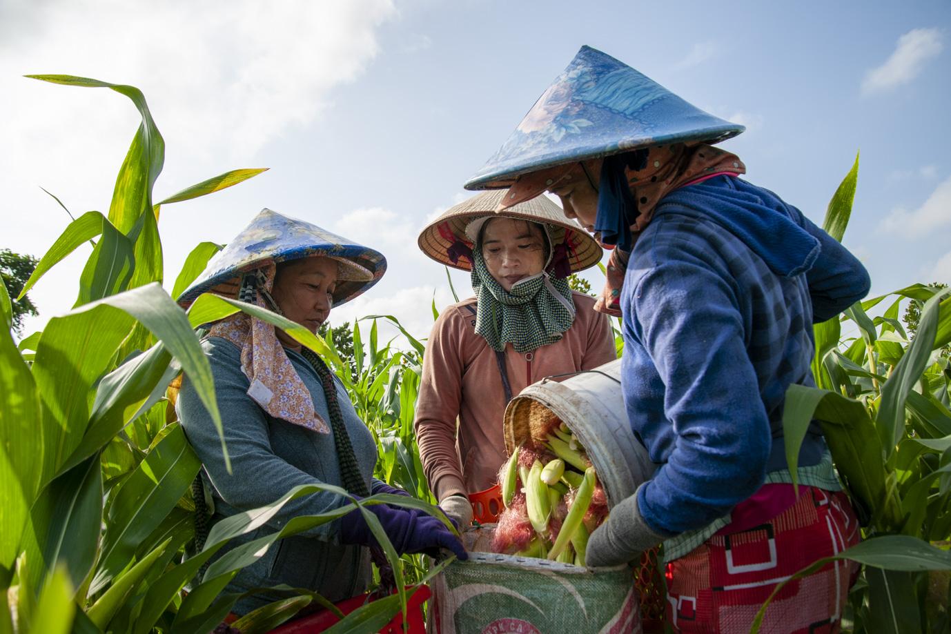 Chuỗi 6.000 hộ, 10.000 ha vùng nguyên liệu: Nỗ lực của Antesco nâng sinh kế nông dân- Ảnh 3. Chuỗi 6.000 hộ, 10.000 ha vùng nguyên liệu: Nỗ lực của Antesco nâng sinh kế nông dân- Ảnh 3.