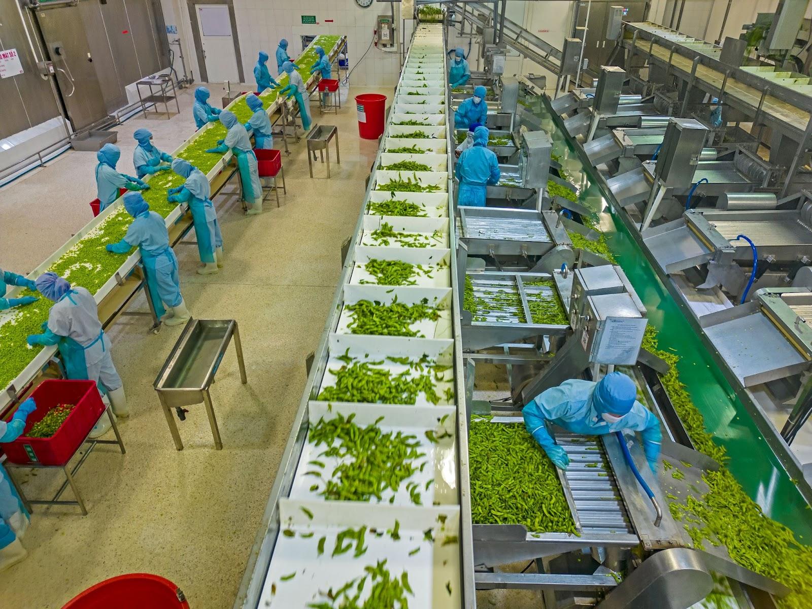 Chuỗi 6.000 hộ, 10.000 ha vùng nguyên liệu: Nỗ lực của Antesco nâng sinh kế nông dân- Ảnh 5. Chuỗi 6.000 hộ, 10.000 ha vùng nguyên liệu: Nỗ lực của Antesco nâng sinh kế nông dân- Ảnh 5.