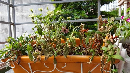 Sang năm 2026, tôi xin thề danh dự: Tiễn 5 thứ "rác" này khỏi ban công- Ảnh 1.