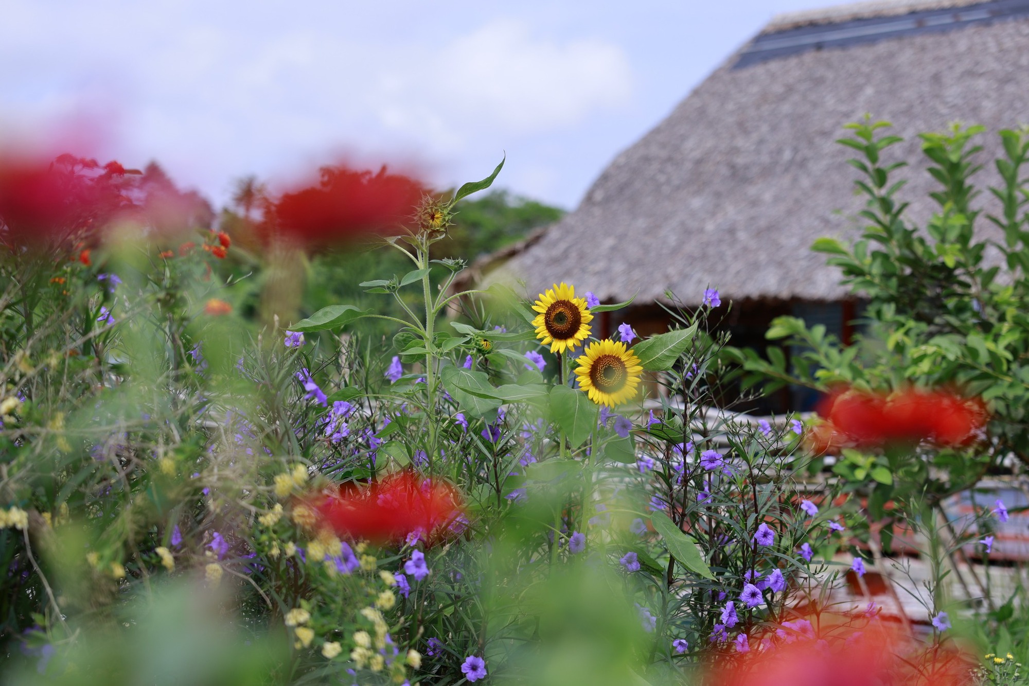 Bỏ phố về qu&ecirc;, vợ chồng miền T&acirc;y biến mảnh đất 3.000m2 kh&ocirc; cằn th&agrave;nh khu vườn được quy hoạch thẳng tắp như 