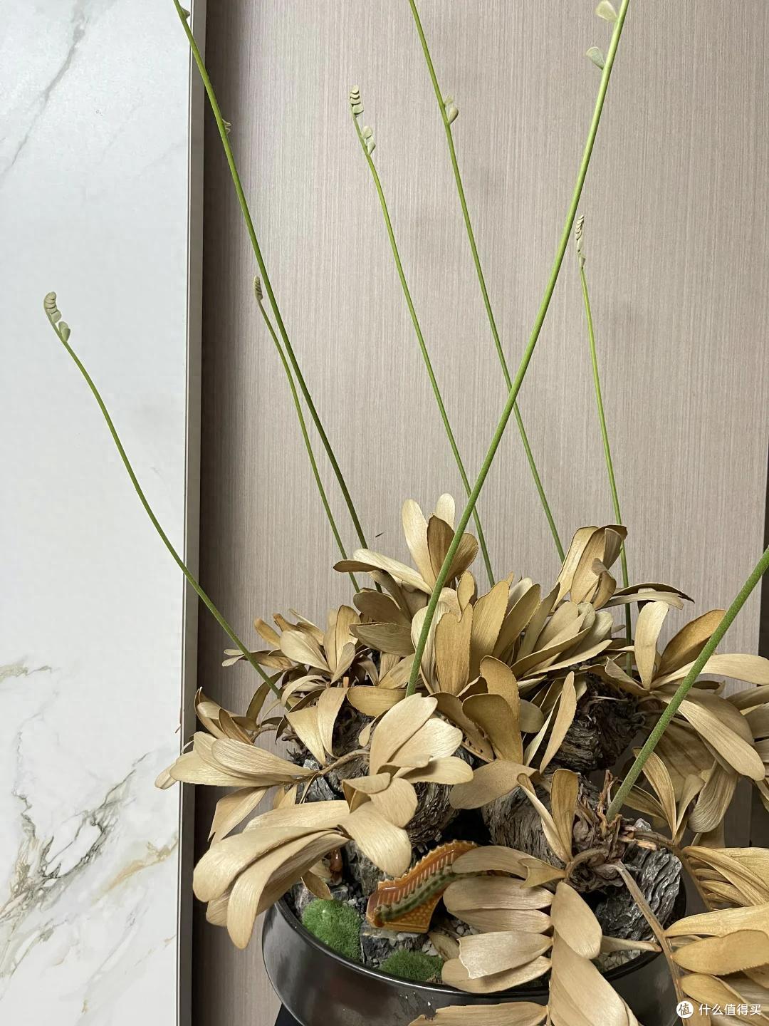 Càng để 3 vật này trong nhà, tiền càng đội nón ra đi – 90% gia đình mắc mà không biết- Ảnh 3.