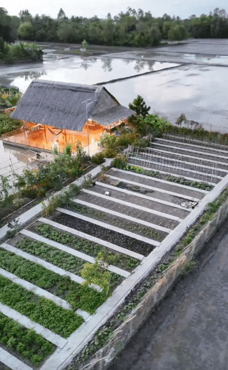 Bỏ phố về qu&ecirc;, vợ chồng miền T&acirc;y biến mảnh đất 3.000m2 kh&ocirc; cằn th&agrave;nh khu vườn được quy hoạch thẳng tắp như 