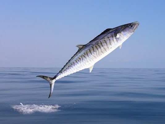 Top 4 hải sản chứa nhiều thủy ngân bậc nhất- Ảnh 2.