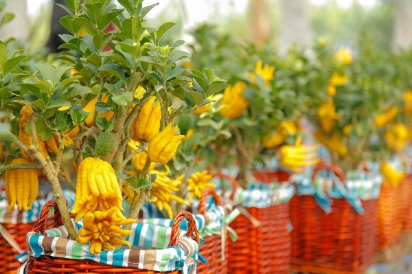 Cây cảnh "quý hơn vàng ròng": Quả óng ánh, dáng tay Phật, nhà giàu đua nhau săn chơi Tết- Ảnh 1.