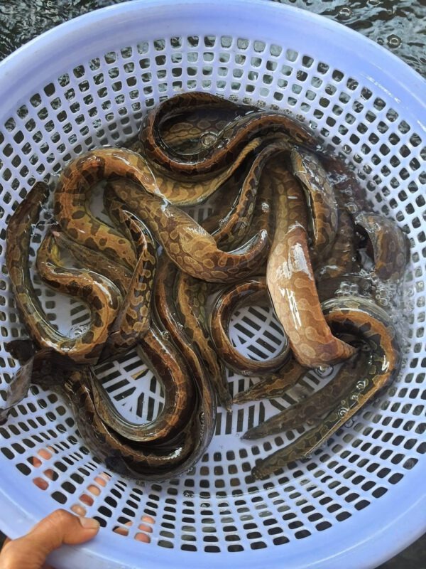 Loại cá được ví như "nhân sâm dưới nước": Vừa giàu canxi vừa giàu đạm, chợ Việt bán ê hề- Ảnh 1.