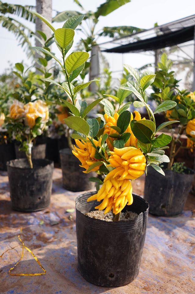 Cây cảnh "quý hơn vàng ròng": Quả óng ánh, dáng tay Phật, nhà giàu đua nhau săn chơi Tết- Ảnh 2.