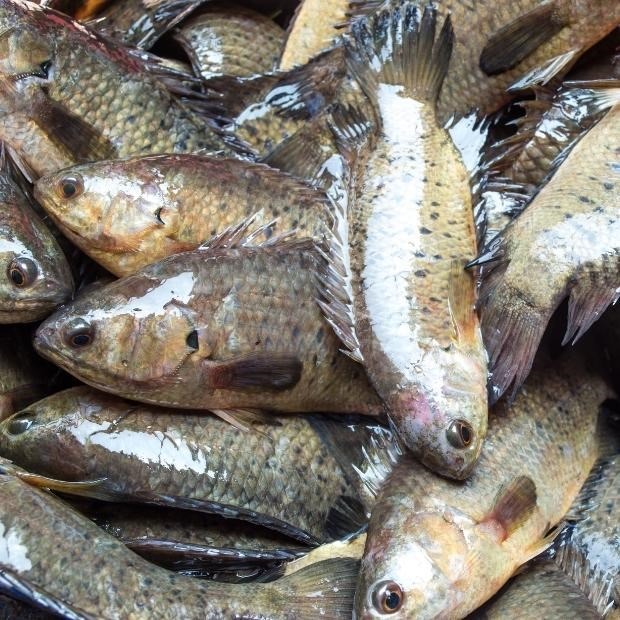 5 loại cá nước ngọt ngon nhất Việt Nam, cao thủ ẩm thực "say như điếu đổ"- Ảnh 4.