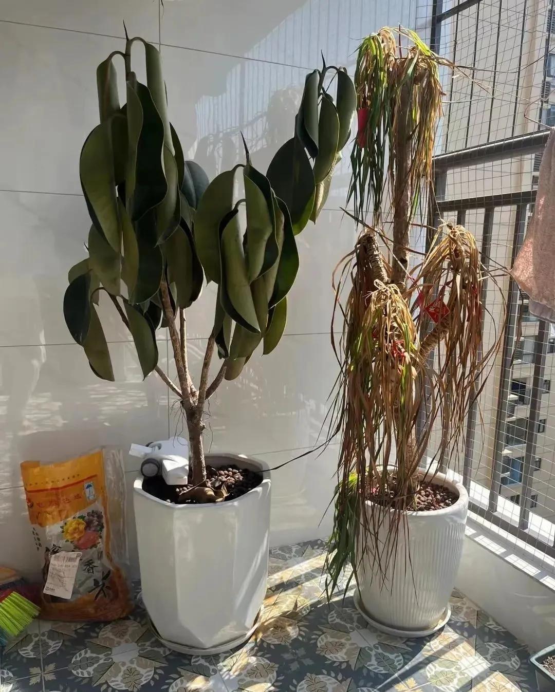 Dọn dẹp cuối năm: Vứt ngay 7 thứ này nếu không muốn mang xui xẻo - thất thoát tiền bạc sang năm mới- Ảnh 7.