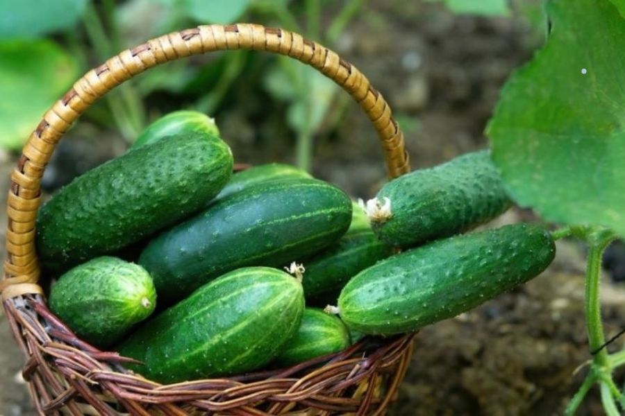 Không chỉ dưa chuột: Thực phẩm hạ đường huyết hiệu quả nhất lại là món quen trong bữa cơm Việt- Ảnh 3.