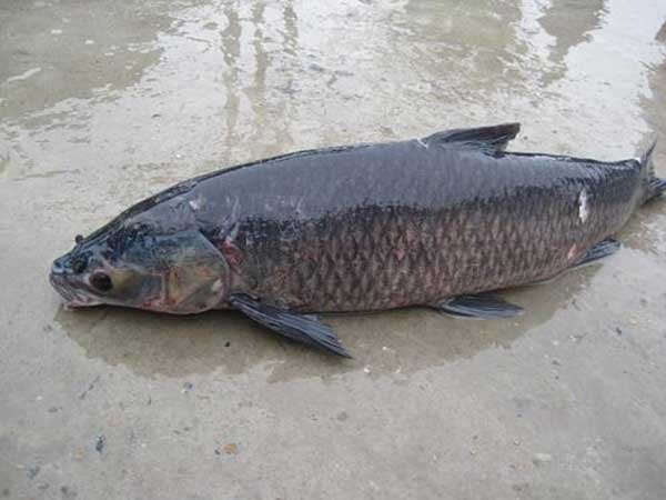 5 loại cá nước ngọt ngon nhất Việt Nam, cao thủ ẩm thực "say như điếu đổ"- Ảnh 2.