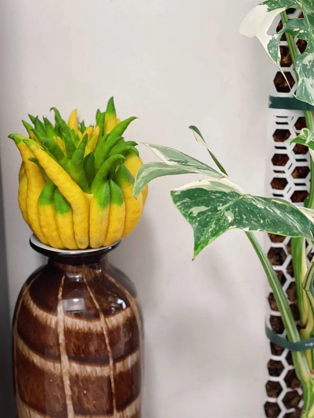 Tết này hội "nghiện nhà" đang săn lùng loại quả đẹp như tranh, thơm lừng cả tháng lại mang ý nghĩa đại cát- Ảnh 28.