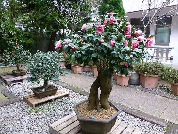 Loài cây quý như vàng, hoa nở đẹp chấn động thị giác: Nhà giàu mê vì giúp tụ lộc, giữ vượng khí- Ảnh 1.