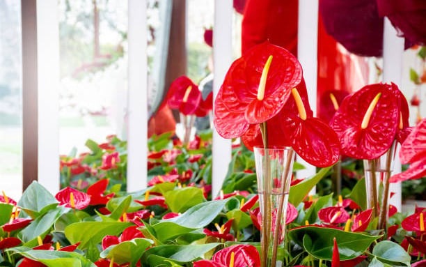 Chỉ cần 4 cây này còn xanh trong nhà: Công danh vượng phát, con cháu dễ thành tài- Ảnh 4.