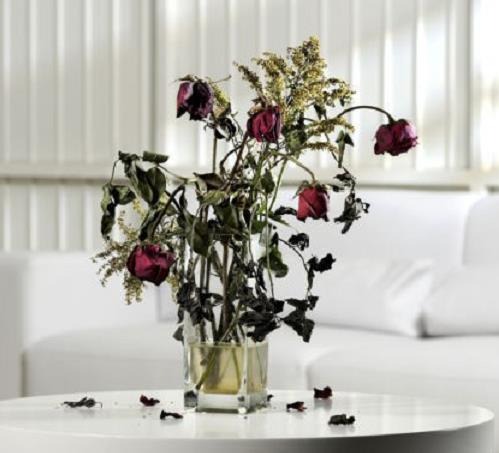 3 cây ĐẠI KỴ ngày Tết- Ảnh 3.