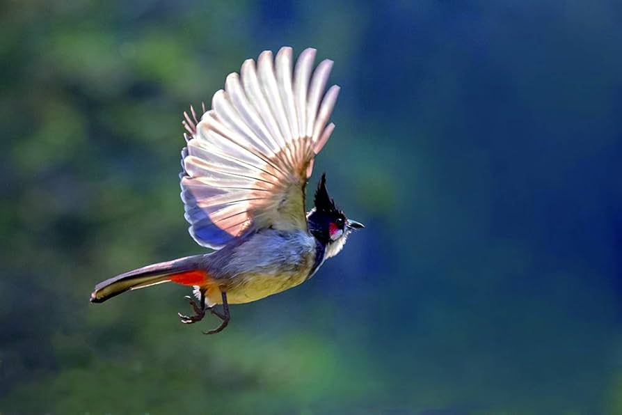 Loài chim “hút tài lộc”: Xuất hiện dày đặc ở Việt Nam vì lý do không ngờ- Ảnh 5.