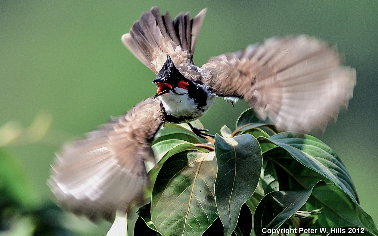 Loài chim “hút tài lộc”: Xuất hiện dày đặc ở Việt Nam vì lý do không ngờ- Ảnh 2.