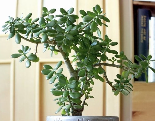 Phát ghen với nhà nào trồng 4 cây này: Hoa thơm quả đẹp, ví như "vàng ròng trời ban"- Ảnh 3.