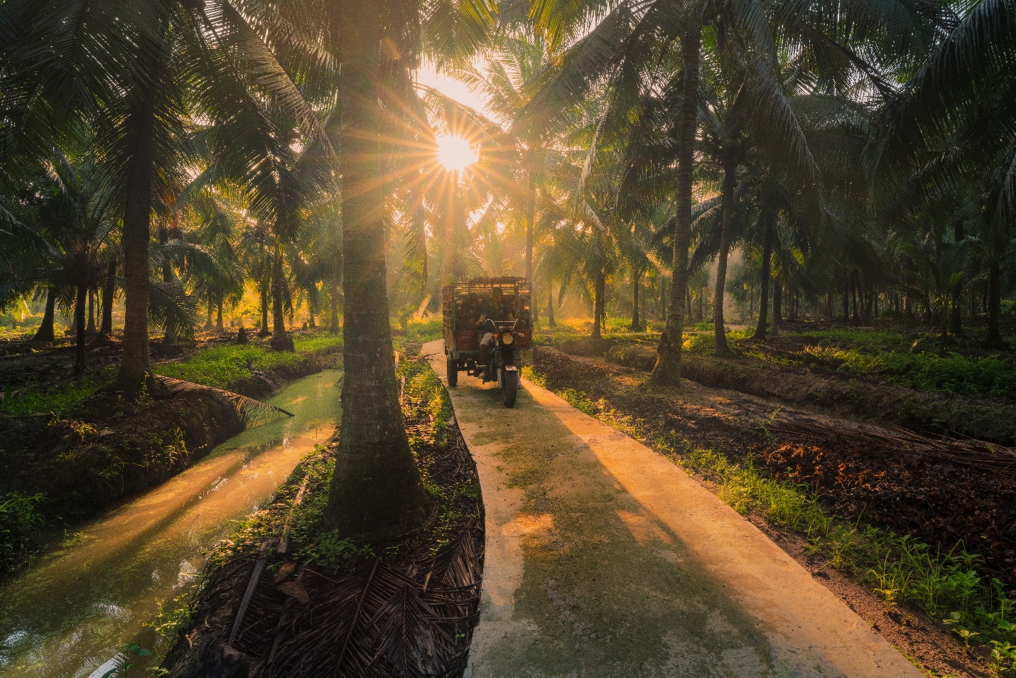 15.000 ha dừa hữu cơ: Betrimex và cách giải bài toán khó của ngành dừa toàn cầu- Ảnh 3.