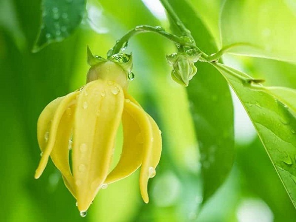 Đừng bao giờ đặt 5 hoa này lên bàn thờ, đặc biệt là loại số 1- Ảnh 2. Đừng bao giờ đặt 5 hoa này lên bàn thờ, đặc biệt là loại số 1- Ảnh 2.