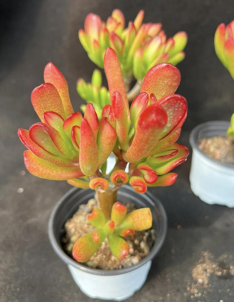 5 loại cây cảnh được ví như "Thần Tài" trong nhà, đừng dễ dàng mang đi tặng, đặc biệt là cây cuối cùng- Ảnh 1.