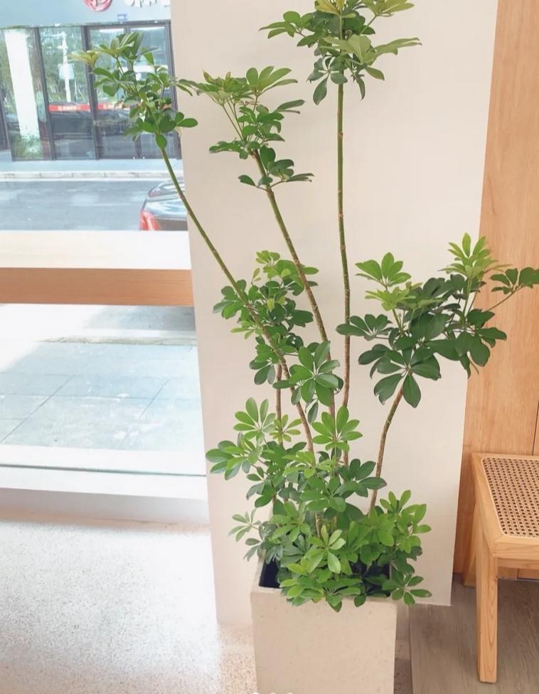 5 loại cây cảnh được ví như "Thần Tài" trong nhà, đừng dễ dàng mang đi tặng, đặc biệt là cây cuối cùng- Ảnh 8.