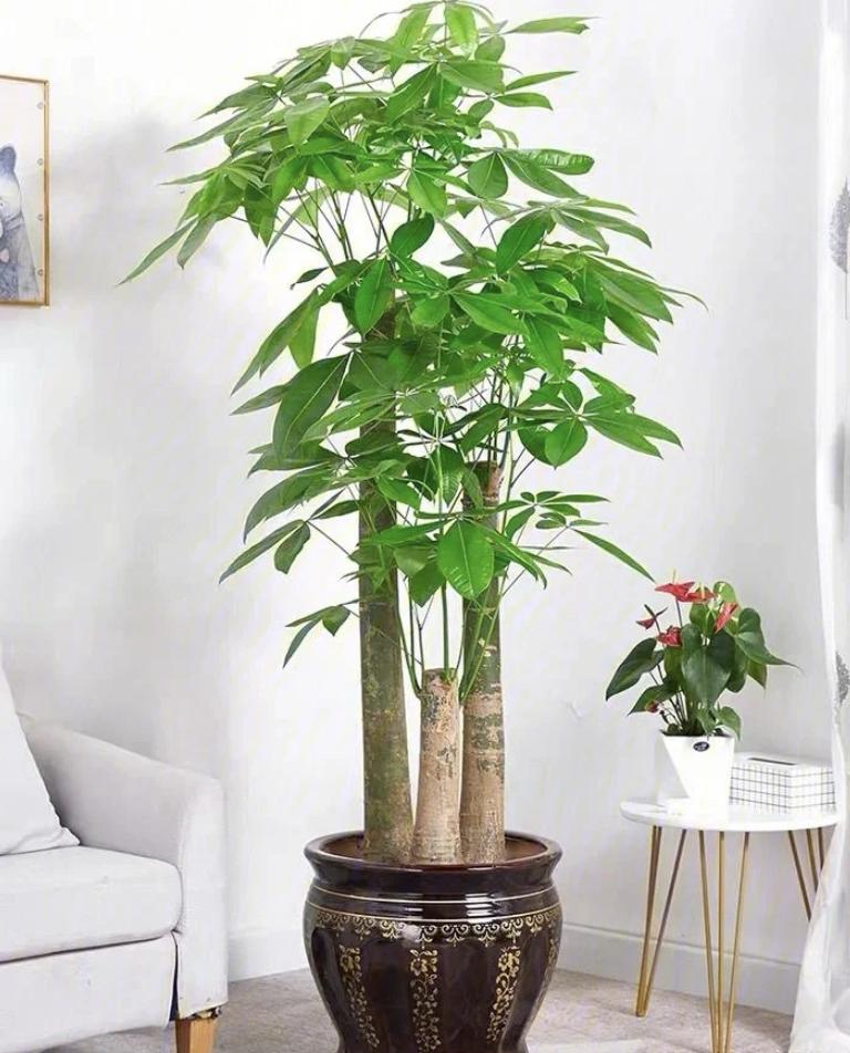 5 loại cây cảnh được ví như "Thần Tài" trong nhà, đừng dễ dàng mang đi tặng, đặc biệt là cây cuối cùng- Ảnh 5.