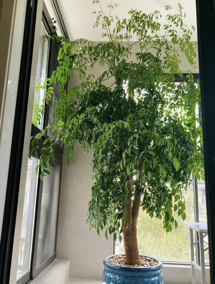 5 loại cây cảnh được ví như "Thần Tài" trong nhà, đừng dễ dàng mang đi tặng, đặc biệt là cây cuối cùng- Ảnh 4.