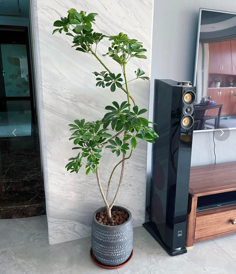 5 loại cây cảnh được ví như "Thần Tài" trong nhà, đừng dễ dàng mang đi tặng, đặc biệt là cây cuối cùng- Ảnh 7.