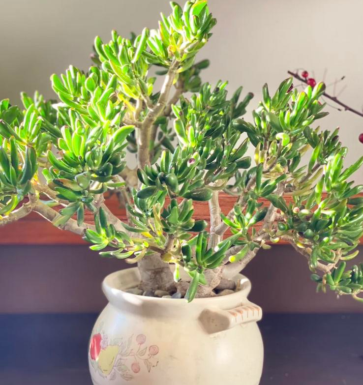 5 loại cây cảnh được ví như "Thần Tài" trong nhà, đừng dễ dàng mang đi tặng, đặc biệt là cây cuối cùng- Ảnh 2.