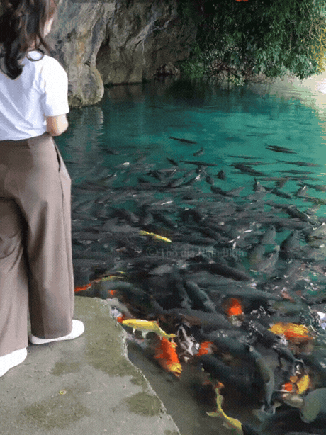 H&agrave;ng vạn người đổ về suối c&aacute; thần ở Thanh H&oacute;a đầu năm mới bởi sức h&uacute;t từ những c&acirc;u chuyện huyền b&iacute;- Ảnh 12.