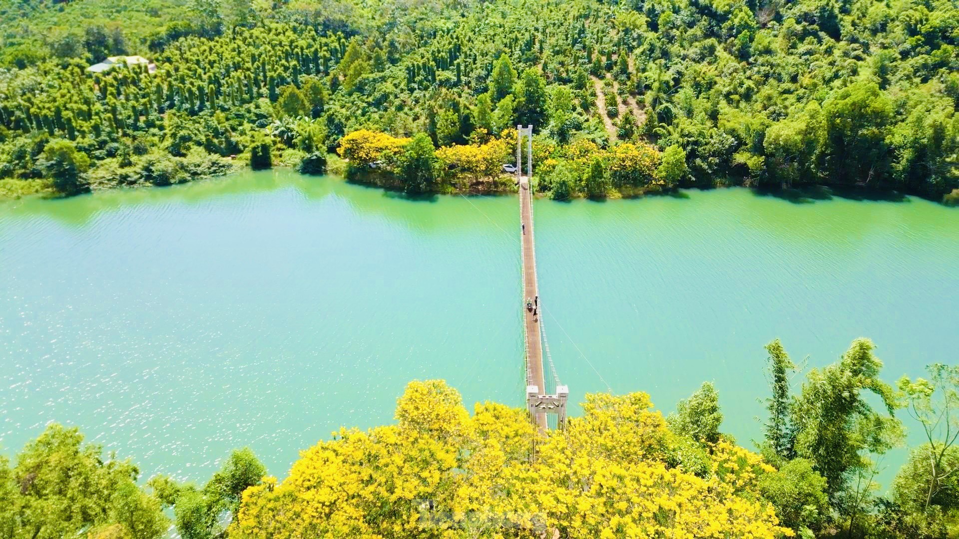 Địa điểm ngắm loài hoa gốc Brazil nở ra đẹp như mây ở Việt Nam: Ngoài Tu viện Bát Nhã chỉ 4 nơi này có!- Ảnh 7.