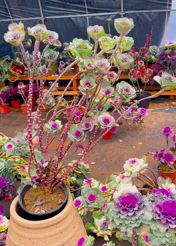 Bức ảnh rau cải bắp khó tin nhất trên đời! - Ảnh 16. Bức ảnh rau cải bắp khó tin nhất trên đời! - Ảnh 16.