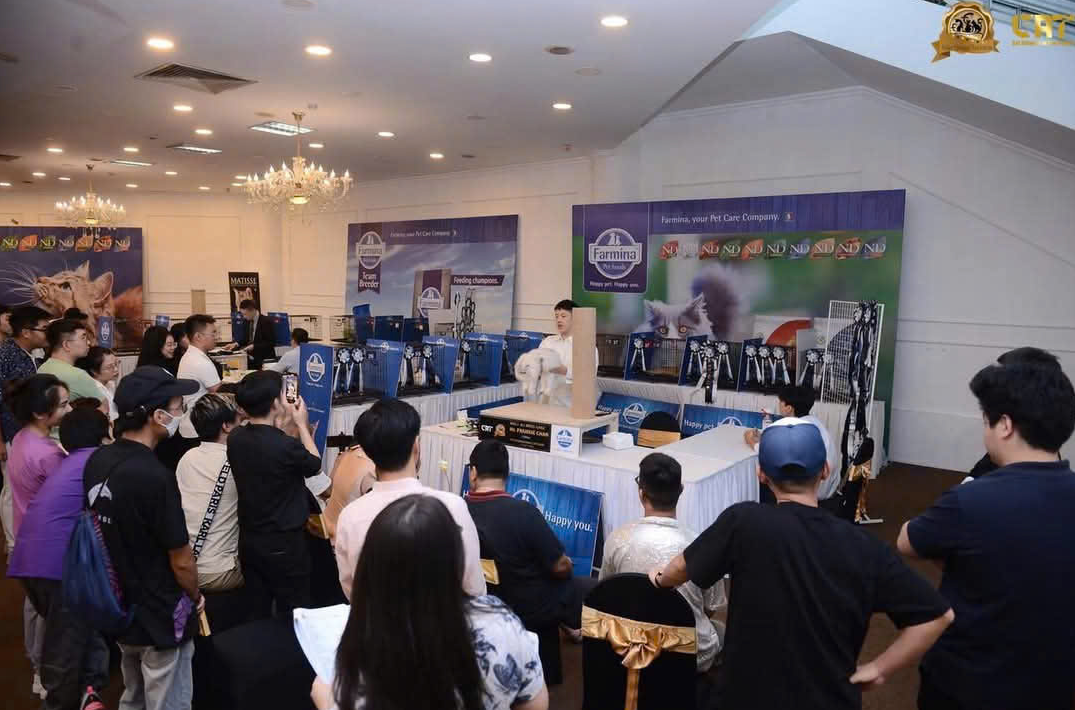 Cuộc thi Hoa hậu mèo quốc tế FFF 2025 lập quỹ hỗ trợ chó, mèo hoang- Ảnh 1. Cuộc thi Hoa hậu mèo quốc tế FFF 2025 lập quỹ hỗ trợ chó, mèo hoang- Ảnh 1.
