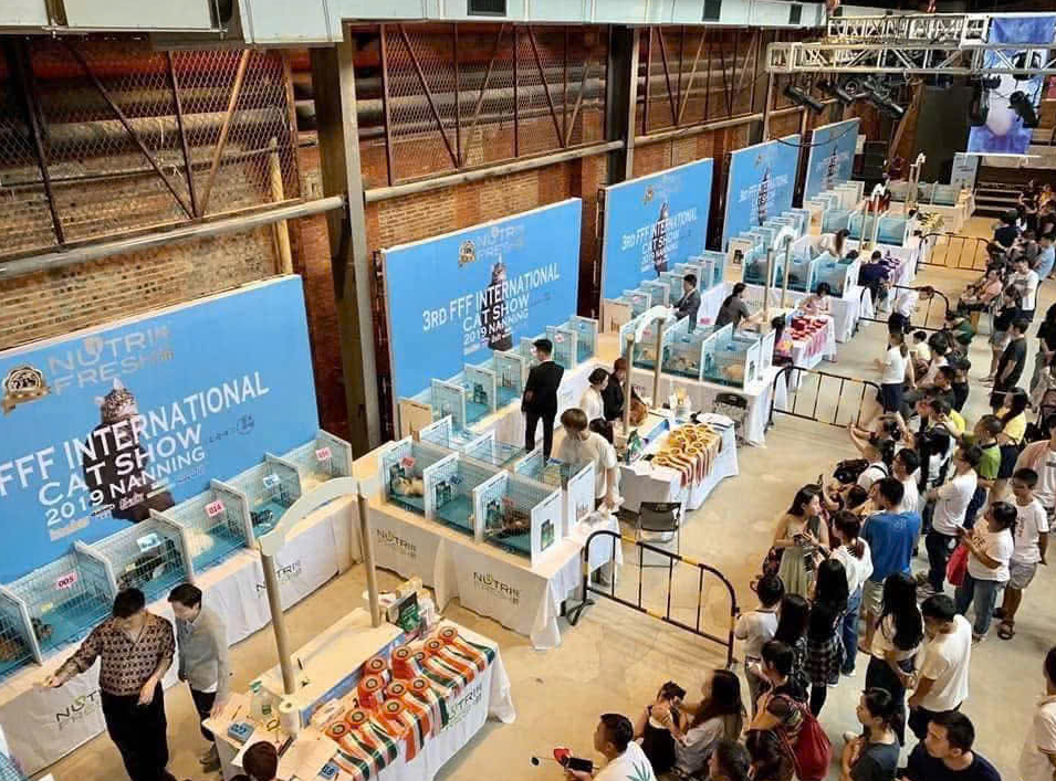Cuộc thi Hoa hậu mèo quốc tế FFF 2025 lập quỹ hỗ trợ chó, mèo hoang- Ảnh 4. Cuộc thi Hoa hậu mèo quốc tế FFF 2025 lập quỹ hỗ trợ chó, mèo hoang- Ảnh 4.