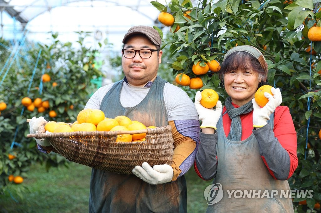 Quýt sẽ ngon hơn khi bạn biết cách ăn: Chuyện về đặc sản đảo Jeju qua bộ phim "Khi cuộc đời cho bạn quả quýt"- Ảnh 7. Quýt sẽ ngon hơn khi bạn biết cách ăn: Chuyện về đặc sản đảo Jeju qua bộ phim "Khi cuộc đời cho bạn quả quýt"- Ảnh 7.